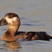 Surf Scoter